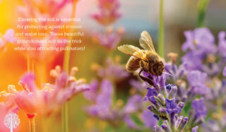 Groundcovers That Attract Pollinators To Your Garden