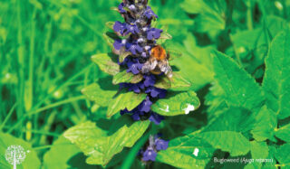 Bugleweed