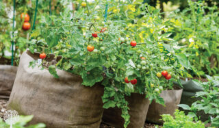 grow a variety of plants