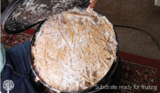 Substrate ready for mushrooms