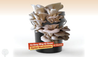 How To Grow Oyster Mushrooms In Buckets