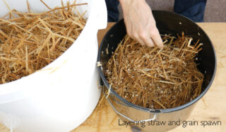 Layering straw and spawn