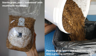 How I Became A Mushroom Grower