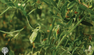 Lentils in a garden