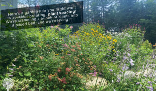 Ignore plant spacing rules