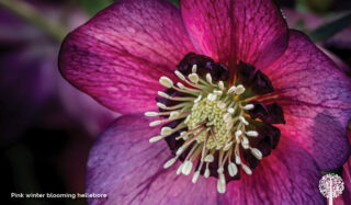 What To Do When Plants Forget To Sleep During A Mild Winter