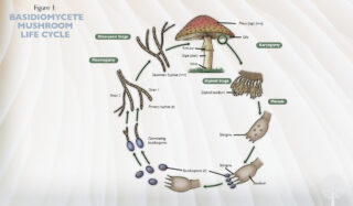 So, You Want To Grow Mushrooms? Mushroom Mating Types Explained