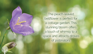 Plant of the Month: The Peach-Leaved Bellflower