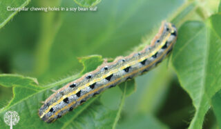 Caterpillars eat leaves