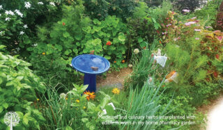 Growing a Pharmacy Garden for Home Remedies