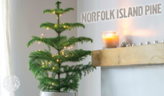 The Dark Side Of Poinsettias And Awesome Alternatives For The Holidays