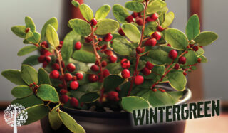 wintergreen