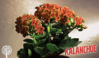 kalanchoe