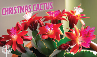 Christmas Cactus