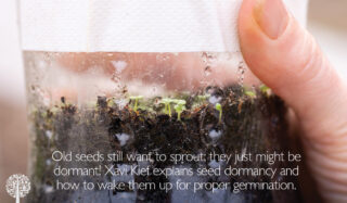 Rise And Shine: Accounting For Seed Dormancy And How To Spark Germination
