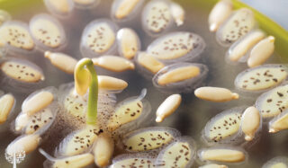 Bringing dormant seeds out of slumber