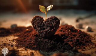 Plant germinating from soil block