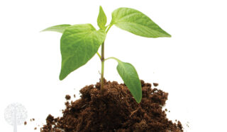 Plant growing out of peat moss.