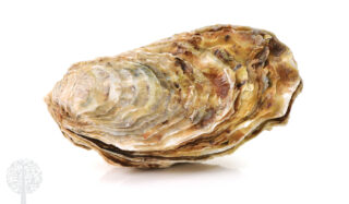Sea shells and dense in carbonate calcium.