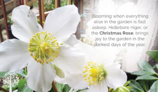 Plant Of The Month: The Christmas Rose Blooms During The Year’s Darkest Days
