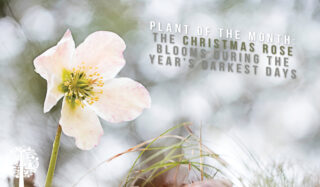 The Christmas Rose