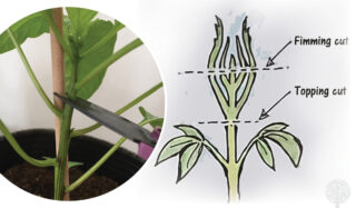 What’s The Early Topping Technique, And How Can It Help Your Grow?