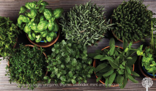 Growing A Garden For The Mediterranean Diet