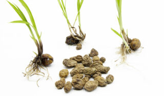 Tiger Nuts: A Homegrown, Climate-Friendly Superstar