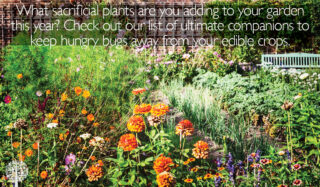 Sacrificial plants in the garden