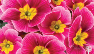 Primroses mean springtime