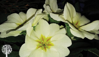 Plant of the Month: When the Primroses Bloom, Spring is Just Around the Corner