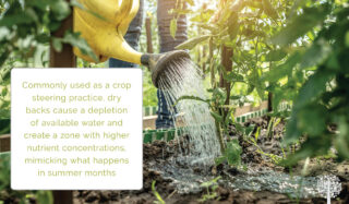 Tips and Tricks to Watering the Garden Like a Pro