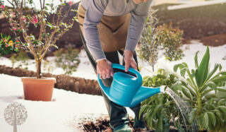 Winter Watering 101: Plants Undercover Still Need Moisture!