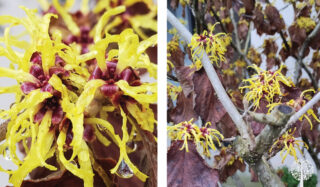 Plant Of The Month: Witch Hazel Is A Perfect Addition To Biodiverse Gardens