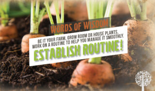 Garden Reflections: Words Of Wisdom To Help Plan Your Next Outdoor Grow
