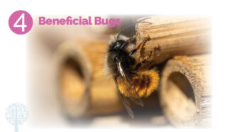 Bugs can be beneficial to gardens