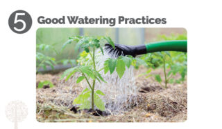Good Watering Practices