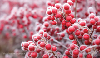Berry Bushes Offer Pops Of Color In Fall And Winter