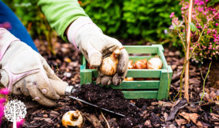 How To Plant Bulbs In Containers This Fall For Beautiful Color In The Spring