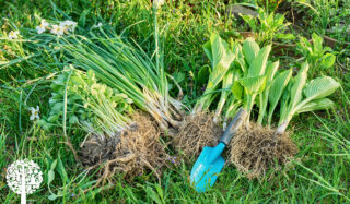 When Blooms Fade, Grab Your Spade! A Guide To Dividing Plants In The Fall