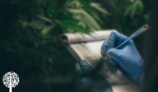 Scouting: 7 Guidelines To Build Your Garden Vigilance