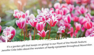 Plant Of The Month: Hardy Cyclamen Adds Interest To The Late Fall And Early Winter Garden