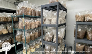 A fitting room with several metal shelves in, holding bags full with inoculated medium used for mushroom production.