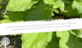 Rhubarb Leaves A Key Ingredient In This DIY Organic Pesticide Recipe