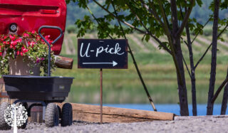 Tips And Tricks For The Perfect U-Pick Farm Experience
