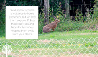 Safe And Humane Ways To Keep Animals Out Of The Garden