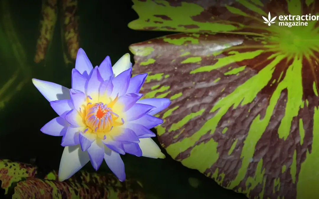 Blue Lotus Extract