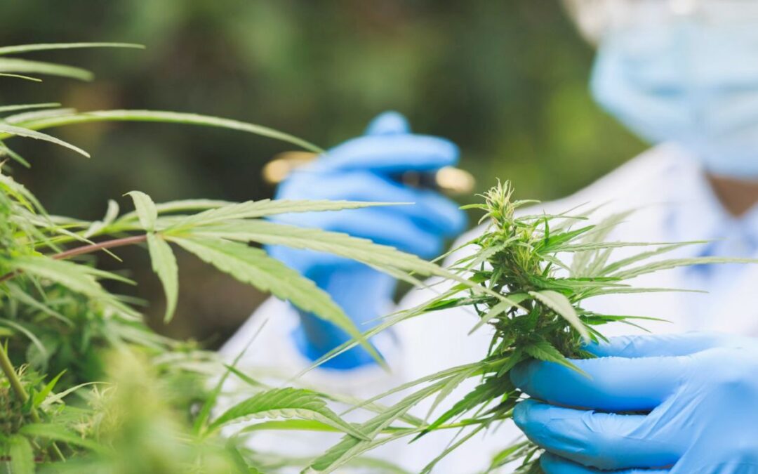 Health Canada grants cannabis testing licence to Brock University