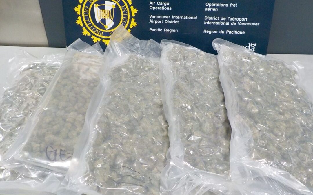 CBSA has seized thousands of kilograms of cannabis in the first half of 2024-2025