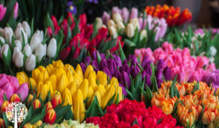 Flower Power: What’s A CSF, And How Does It Work?